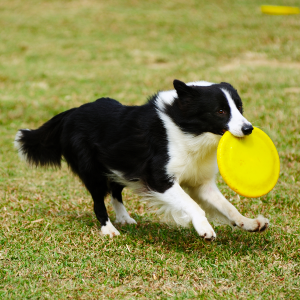 Border Collie - carousel