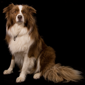 Border Collie - carousel