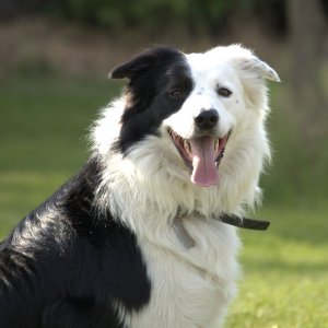 Border Collie - carousel