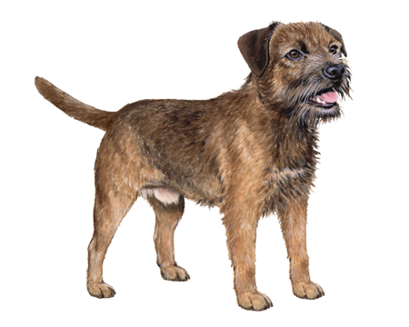 Border Terrier