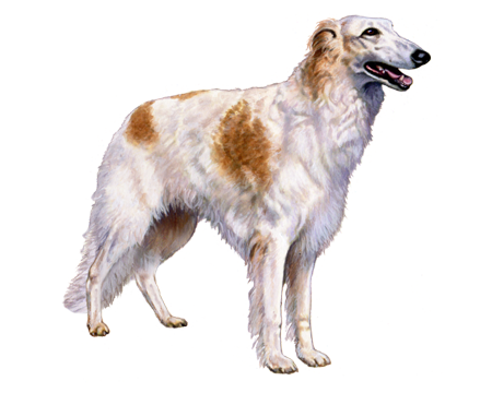 Borzoi