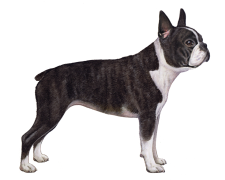 Boston Terrier