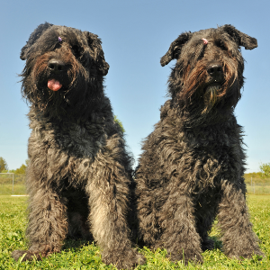 Bouvier Des Flanders - carousel