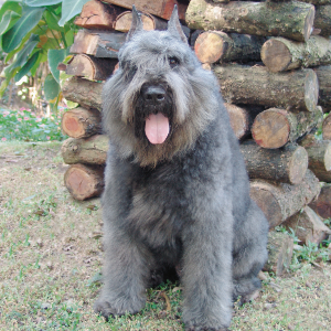 Bouvier Des Flanders - carousel