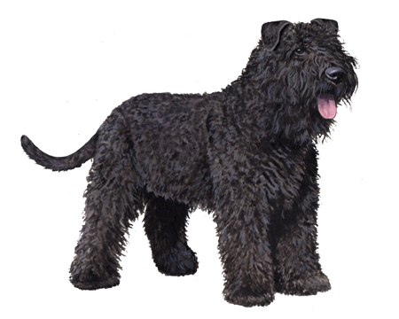 Bouvier des Flandres