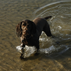 Boykin Spaniel - carousel