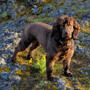 Boykin Spaniel - carousel