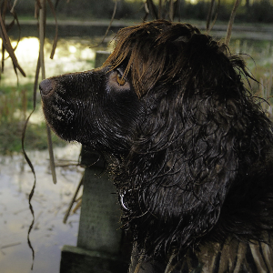 Boykin Spaniel - carousel