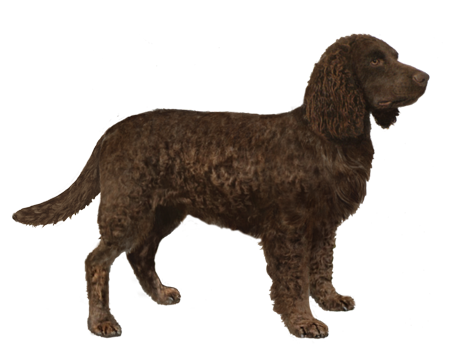 Boykin Spaniel