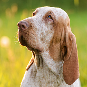 Bracco Italiano 1