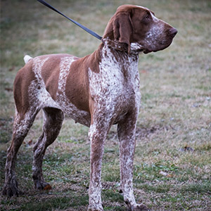 Bracco Italiano 2