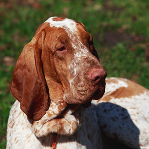 Bracco Italiano 3