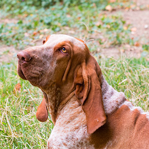 Bracco Italiano 4