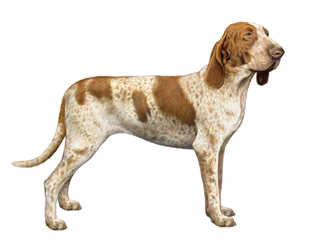 Bracco Italiano