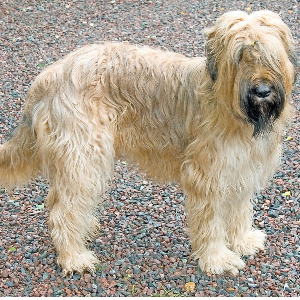 Briard - carousel