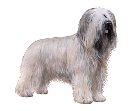 Briard