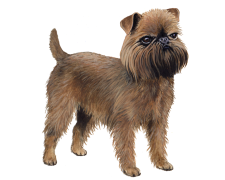 Brussels Griffon