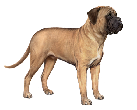 Bullmastiff