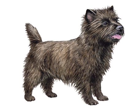 Cairn Terrier