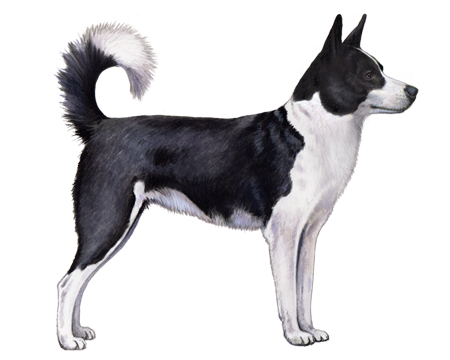 Canaan Dog