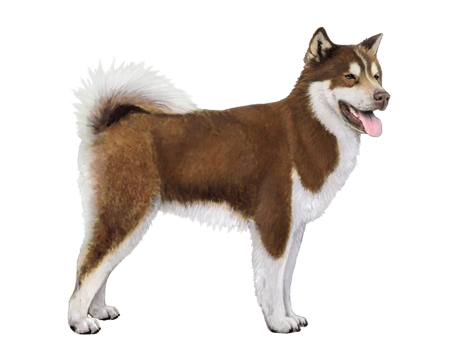 Canadian Eskimo Dog