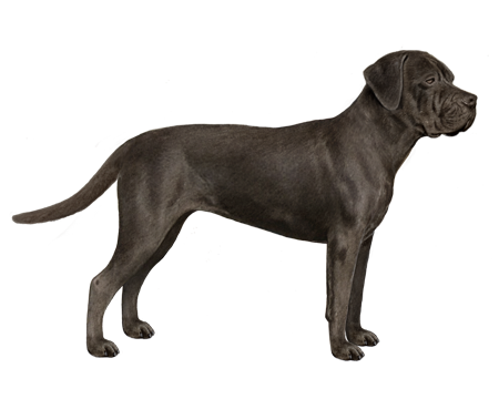 Cane Corso