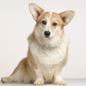 Cardigan Welsh Corgi - carousel