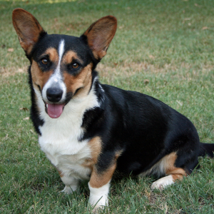 Cardigan Welsh Corgi - carousel