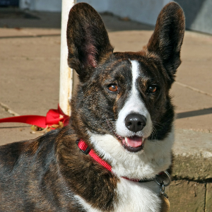 Cardigan Welsh Corgi - carousel