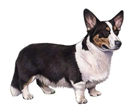 Cardigan Welsh Corgi