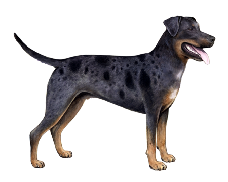 Catahoula Leopard Dog