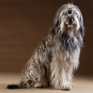 Catalan Sheepdog 1