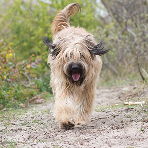 Catalan Sheepdog 2