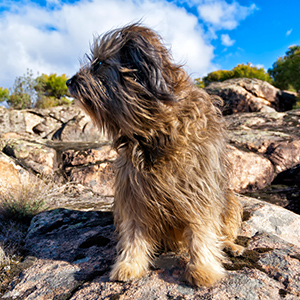 Catalan Sheepdog 4