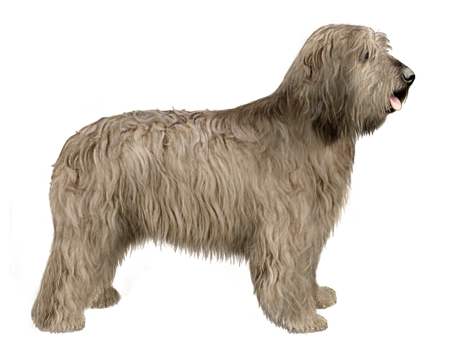 Catalan Sheepdog