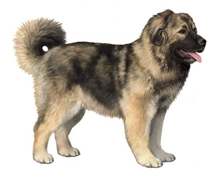 Caucasian Shepherd Dog