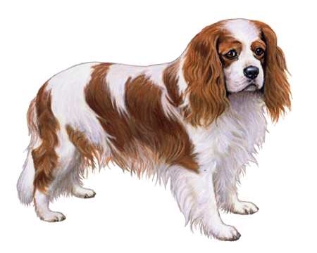 Cavalier King Charles Spaniel