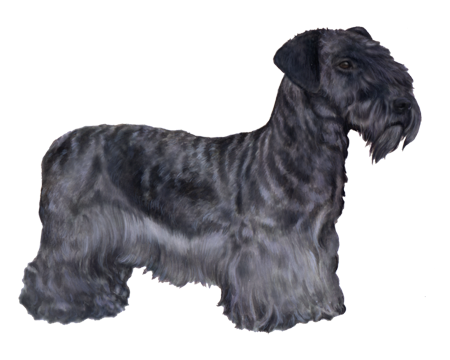 Cesky Terrier