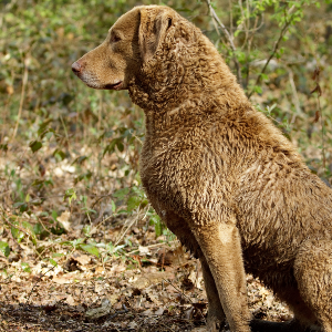 Chesapeake Bay Retriever - carousel