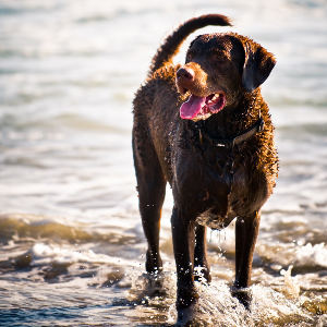 Chesapeake Bay Retriever - carousel