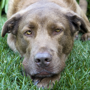 Chesapeake Bay Retriever - carousel