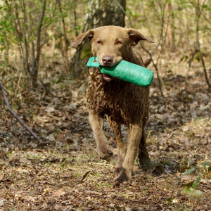 Chesapeake Bay Retriever - carousel