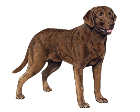 Chesapeake Bay Retriever