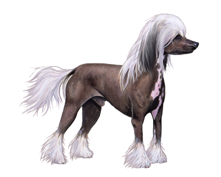 Chinese Crested