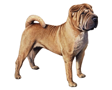 Chinese Shar-Pei