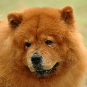 Chow Chow - carousel