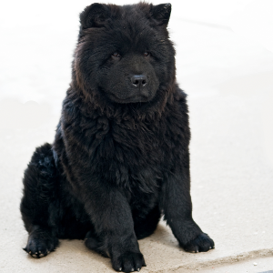 Chow Chow - carousel