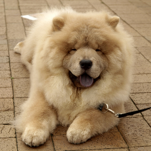 Chow Chow - carousel