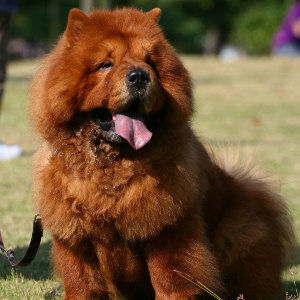 Chow Chow - carousel