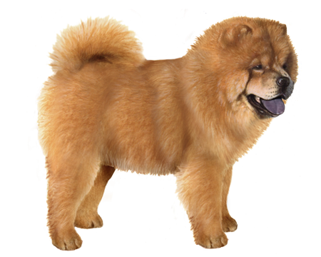 Chow Chow